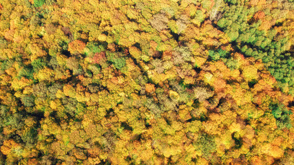 Autumn forest aerial drone view