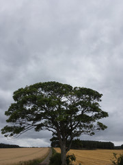 Fototapeta premium Tree and horizon