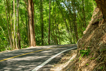 A paved road is a walkway in the woods. And bamboo trees.