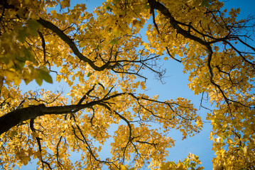 Backlit yellow autumn leaves of maple trees against blue sky on a sunny day