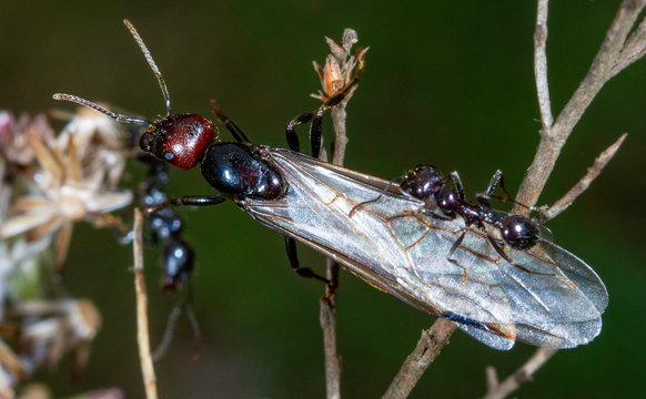 Flying Ants