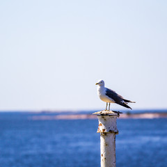 seagull on a pole