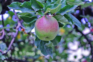Ripe apple on apple in daylight in the garden