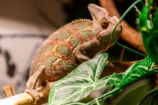 Beautiful lizard of the Yemen Chameleon, Veiled Chameleon, Chamaeleo calyptratus