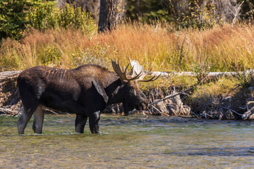 Bull Shiras Moose During the Fall Rut in Wyoming