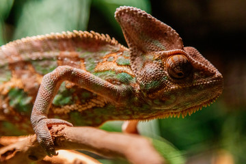 Obraz premium Beautiful lizard of the Yemen Chameleon, Veiled Chameleon, Chamaeleo calyptratus