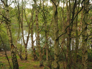 River Aire seen through trees in Fairburn Ings nature reserve, Yorkshire, England