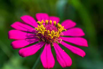 Obraz premium Close up of Zinnia flower