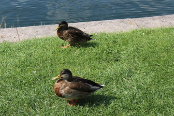 Two brown duck with a yellow beak on green grass in the park