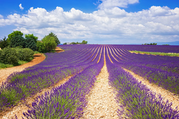 Naklejka na ściany i meble The flowering of lavender in Provence. France. Focus concept.