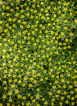 Yellow flowers (Azorella trifurcata) in the field