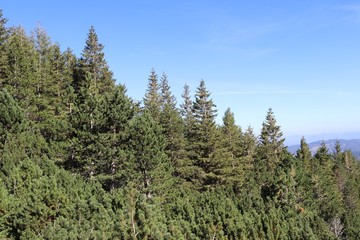 Fototapeta na wymiar bosco di conifere ai piedi del monte Cimone, Appennino emiliano