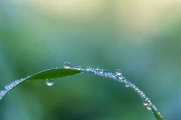 Dew drop, after rain, morning   dew drop on blade of green grass