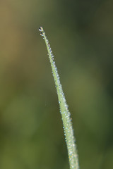 Dew drop, after rain, morning   dew drop on blade of green grass