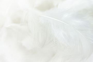 White feather textured surface background.