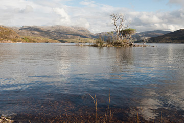 trees in a Scottish loch