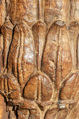 Close-up of old wooden texture background. Closeup of a detail from an old indian temple door with the original carving in local colors. Solid wood.