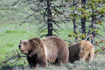 Grizzly #399 and cub