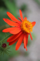 orange flower
