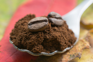 Coffee bean on red leaves 