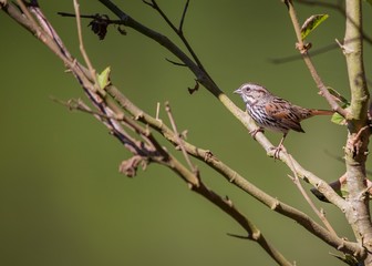 Song Sparrow (Melospiza melodia) spotted outdoors in California