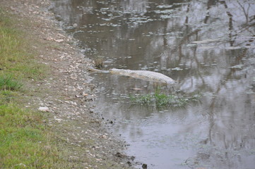 Gharial