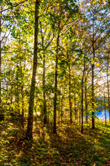 Fototapeta na wymiar Autumn tree canopies as seen during midday