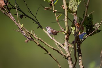 Song Sparrow (Melospiza melodia) spotted outdoors in California