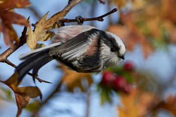 Long-tailed tit (Aegithalos caudatus)