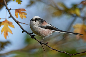 Long-tailed tit (Aegithalos caudatus)