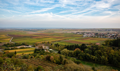 Bobenheim am Berg, Herbstlaub im Weinberg