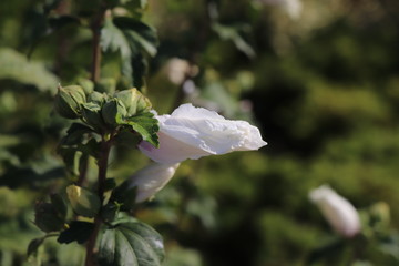 white flower in garden