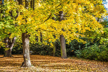 Fototapeta na wymiar Park in autumn on a sunny day