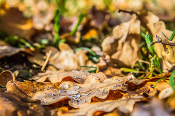 Dew on an oak tree dry leaves