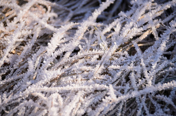 Rime on the grass