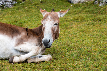 Naklejka na ściany i meble Italien - Südtirol - Esel auf dem Col Raiser Rundwanderweg