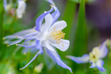 Blue Columbine - Aquilegia Caerulea-Hybride „Blue Star“