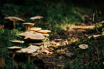 Close-up of forest path with some mushrooms. Photo with shallow depth of field.