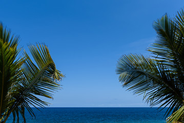 Palm leaves in tropical paradise, with blue sky