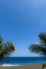 Fototapeta premium Palm leaves in tropical paradise, with blue sky, vertical