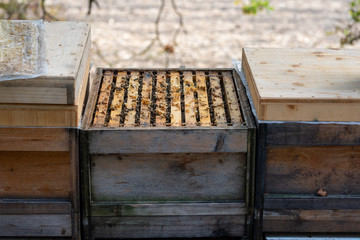 Imker beim kontrollieren der Bienen im Herbst