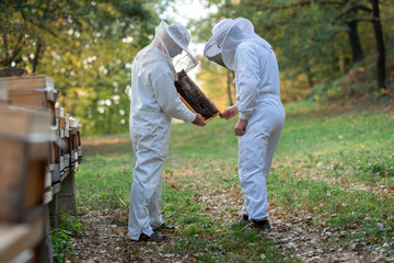 Imker beim kontrollieren der Bienen im Herbst