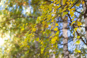 Autumn leaves on a clear sky background. Colorful bokeh