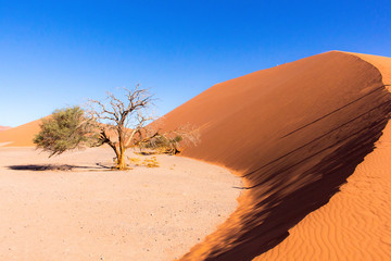 Sosusvlei Dune 45 A dune, three shadows and a lonely tree