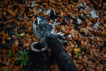 verkohlter Baumstamm im Wald