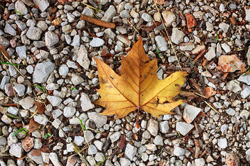 HOJA AMARILLA EN EL SUELO DE PIEDRAS