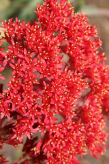 Fototapeta premium closeup of red flower