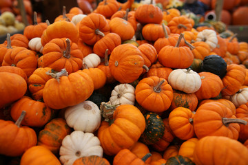 Pile of colorful organic pumpkin and gourds sale at the farmers market. Natural colors and texture....
