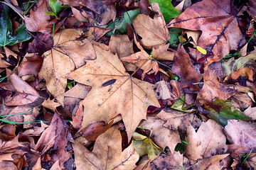 HOJAS DE OTOÑO CAÍDAS EN EL SUELO