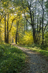Fototapeta na wymiar Autumn landscape. Pathway in the autumn park